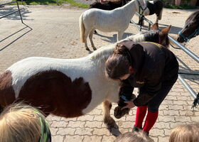 An dem hochgehobenen Bein eines Ponys wird der Huf erklärt