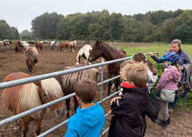Schüler lernen weitere Pferde und Ponys am Gatter des Auslaufes kennen